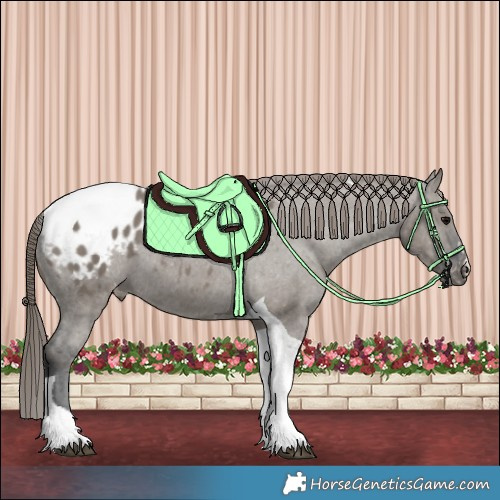 Horse Color:Grullo Tobiano Appaloosa 