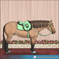 Horse Color:Bay Dun 