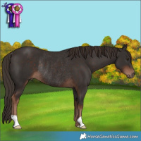 Horse Color:Liver Chestnut Rabicano 