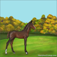 Horse Color:Liver Chestnut Sabino 