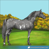 Horse Color:White Spotted Liver Chestnut Appaloosa 
