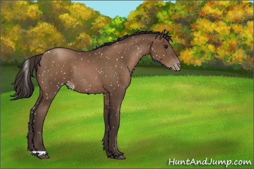 Horse Color:Gray Black Pearl Appaloosa 