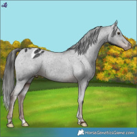Horse Color:Liver Chestnut Appaloosa 
