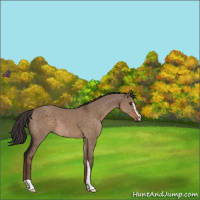 Horse Color:Liver Red Dun Sabino