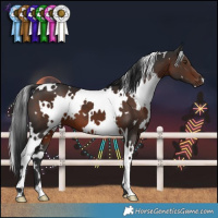 Horse Color:White Spotted Liver Chestnut