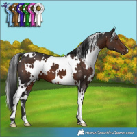 Horse Color:White Spotted Liver Chestnut