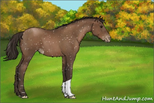 Horse Color:Gray Black Pearl Appaloosa 