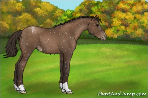 Horse Color:Gray Black Pearl Appaloosa 