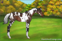 Horse Color:White Spotted Liver Chestnut 