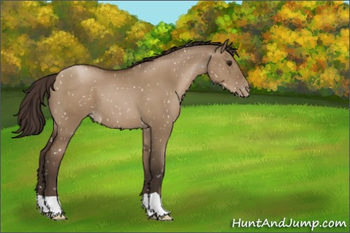 Horse Color:Gray Grullo Pearl Appaloosa 