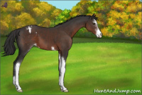 Horse Color:Liver Chestnut Sabino Appaloosa 