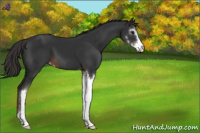 Horse Color:Liver Chestnut Sabino Varnish 
