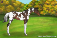 Horse Color:White Spotted Liver Chestnut 