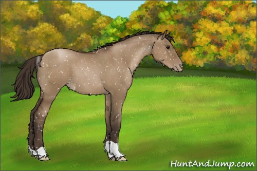 Horse Color:Gray Grullo Pearl Appaloosa 