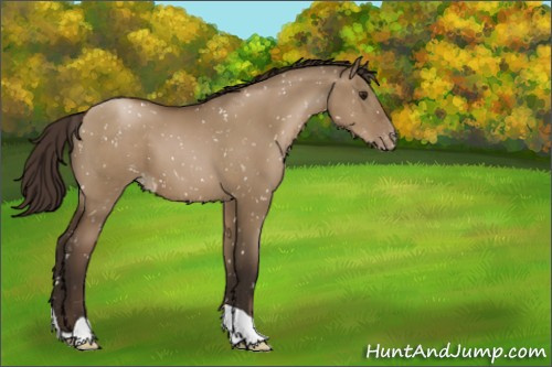 Horse Color:Gray Grullo Pearl Appaloosa 