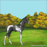 Horse Color:Blue Roan Tobiano 