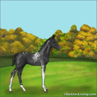Horse Color:Black Tobiano 
