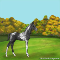 Horse Color:Black Tobiano 