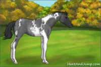 Horse Color:Blue Roan Tobiano Rabicano