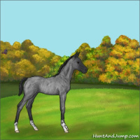 Horse Color:Blue Roan Rabicano 