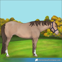 Horse Color:Amber Champagne 