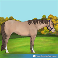Horse Color:Amber Champagne 