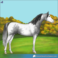 Horse Color:Blue Roan Splash Tobiano 