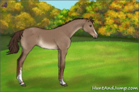 Horse Color:White Spotted Liver Red Dun 