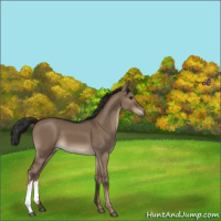 Horse Color:Liver Red Dun 