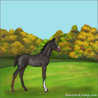 Horse Color:Liver Chestnut Rabicano