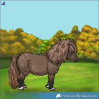Horse Color:Liver Red Dun 