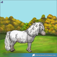 Horse Color:Liver Chestnut Mushroom Snowcap 