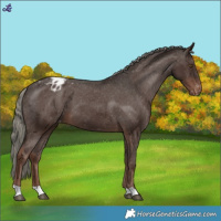 Horse Color:Liver Chestnut Mushroom Appaloosa 