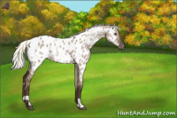 Horse Color:White Spotted Liver Red Dun Mushroom Appaloosa Rabicano 
