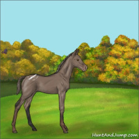 Horse Color:Liver Red Dun Mushroom Appaloosa Rabicano 