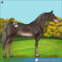 Horse Color:Liver Chestnut Mushroom Appaloosa 