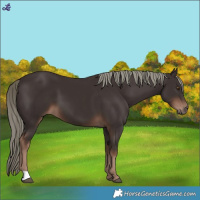 Horse Color:Liver Chestnut Mushroom 