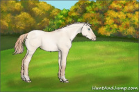 Horse Color:Gold Champagne Pearl Dun Rabicano  and Gold Champagne Pearl Dun Rabicano 