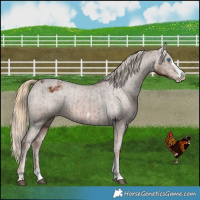 Horse Color:Liver Chestnut Sabino Splash Varnish and Chestnut Sabino Splash Varnish