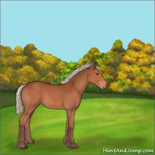 Horse Color:Silver Bay 