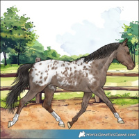 Horse Color:Liver Red Dun Appaloosa 