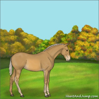 Horse Color:Palomino Rabicano 