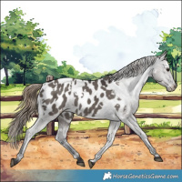 Horse Color:White Spotted Smoky Grullo Appaloosa Rabicano 
