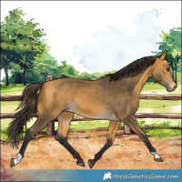 Horse Color:Buckskin 