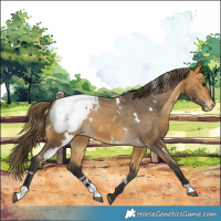 Horse Color:White Spotted Buckskin Appaloosa 