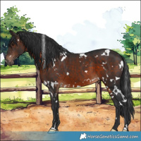 Horse Color:White Spotted Brown