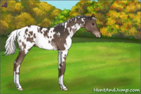 Horse Color:White Spotted Liver Chestnut Mushroom Appaloosa 
