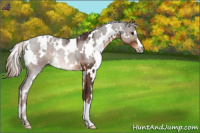 Horse Color:White Spotted Liver Chestnut 