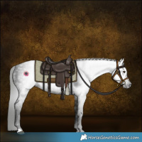 Horse Color:Gray Liver Chestnut 