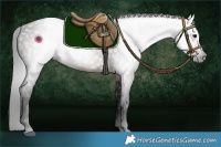 Horse Color:Gray Bay 